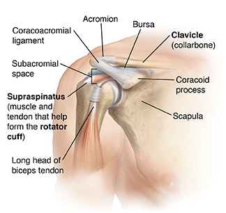 Scapula anatomy: location, parts, joints, muscles