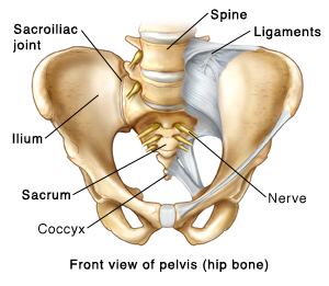 Hip and Pelvic Bone Anatomy - Ilium - Sacrum - Pubis