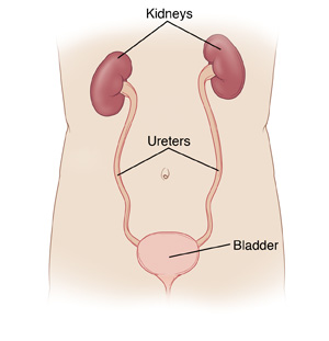 Anatomy of the Bladder  Saint Luke's Health System