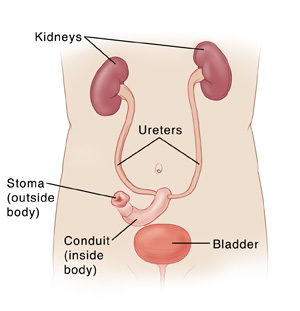 Anatomy of the Bladder  Saint Luke's Health System