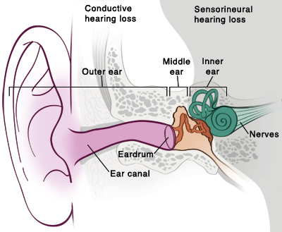 Front view of ear anatomy.