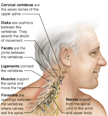 Know Your Neck: The Cervical Spine | Saint Luke's Health ...