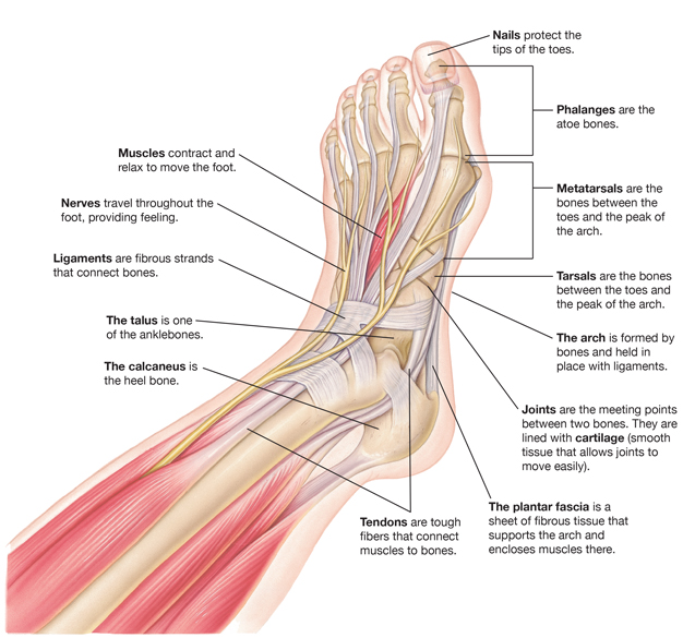 Parts of a Foot Saint Luke's Health System