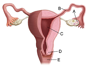 Female Reproductive Anatomy Saint Luke S Health System