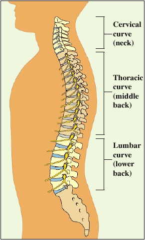 Anatomy of a Normal Spine | Saint Luke's Health System