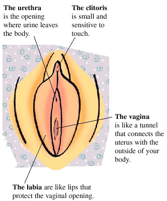 For Girls Getting To Know Your Body Saint Luke S Health System