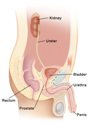 Urinary Tract Infections in Men