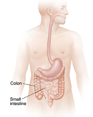 Male body showing digestive system without liver.