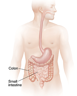 How The Colon Works Saint Luke S Health System