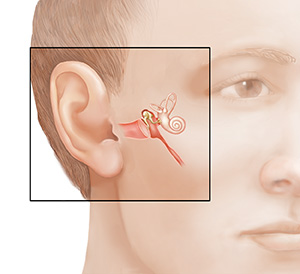 Inner Ear: Anatomy & Function