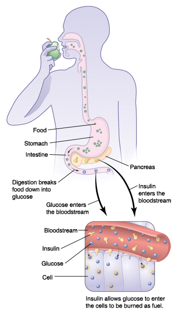 Outline of body and inset of blood vessel and cells showing how insulin and glucose work together.