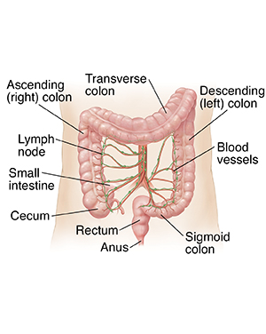 How The Colon Works Saint Luke S Health System