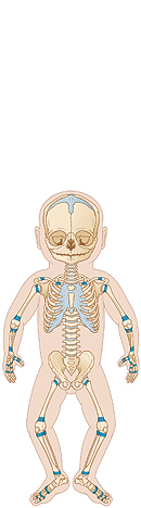 Pediatric Skeletal Anatomy | Saint Luke's Health System