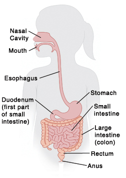 Sperm drinking from a glass galleries