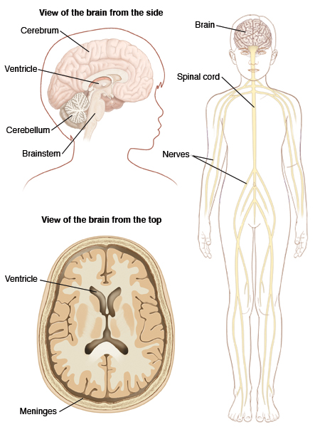 Anatomy Of The Child S Nervous System Saint Luke S Health System