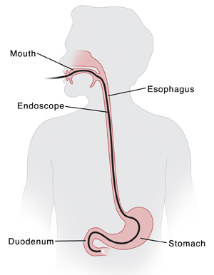 Parts of the Mouth  Saint Luke's Health System