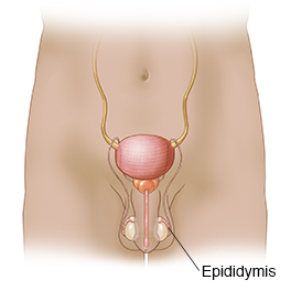 Outline of male abdomen showing kidneys and urogenital anatomy inside.