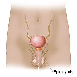 Understanding Epididymectomy Saint Luke S Health System