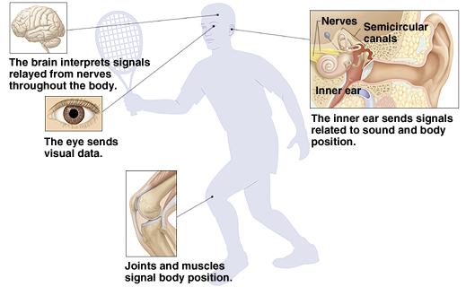 The Inner Ear Understanding The Balance System Saint Luke S Health System