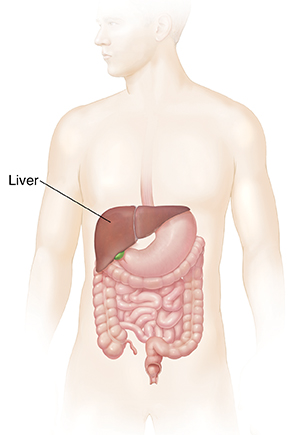 Schema di uomo che mostra il tratto digestivo e il fegato.