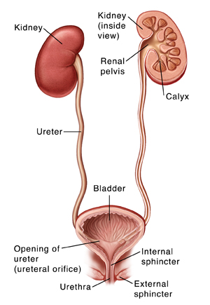 Anatomy of the Urinary Tract (Child)