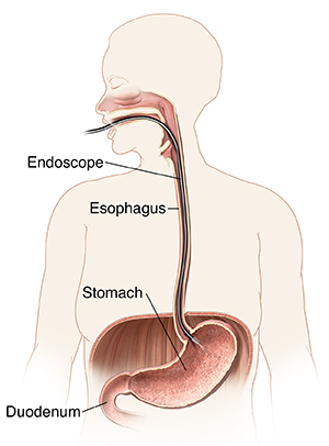 Parts of the Mouth  Saint Luke's Health System