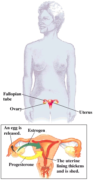 Hormones Control Your Menstrual Cycle Saint Lukes Health System 