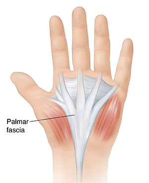 Parts of your clearance hand