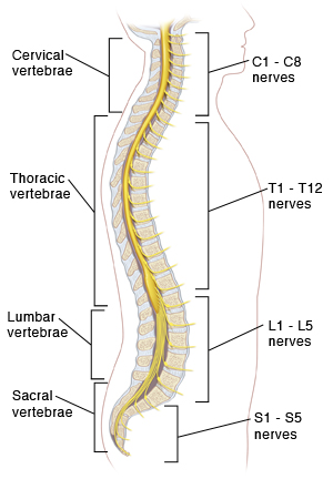 Coccyx: What Is It, Function, Injuries, and More