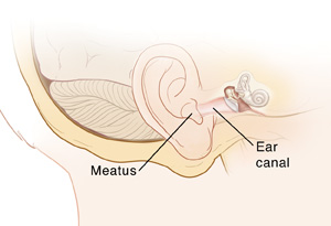 Side view of the head showing mastoid bone, ear, and inner ear structures.