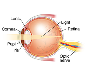 How the Human Eye Works