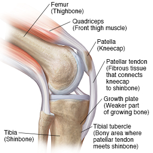 knee cap muscles