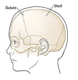 Widok z boku głowy dziecka pokazujący czaszkę.'s head showing skull.