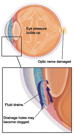 Eye Structures (Front and Side Views)