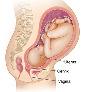 Stages Of Labor Saint Luke S Health System