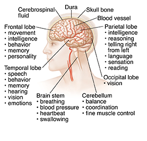 Anatomy Of The Brain Saint Luke S Health System