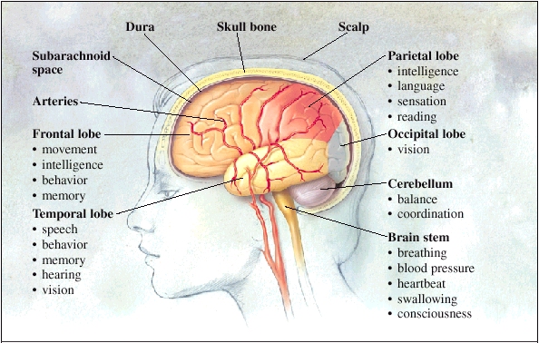 the-brain-saint-luke-s-health-system