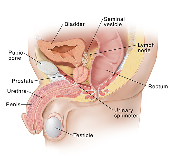 Bladder, prostate, and rectum within pelvic cavity in men (oblique