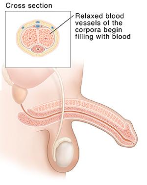 Side view of male reproductive anatomy showing tumescent penis. Inset shows cross section of tumescent penis.