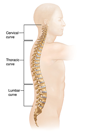 What's your Neck curve look like? - GETTING SPINES HEALTHY AGAIN