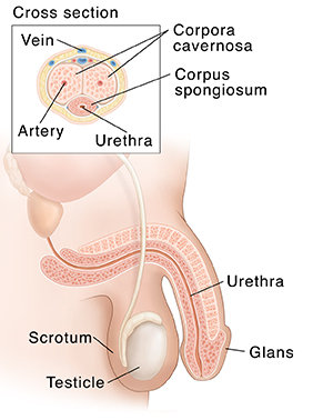 Penis Erection Stages 118