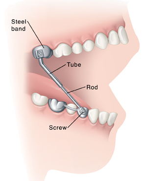 Parts of the Mouth  Saint Luke's Health System