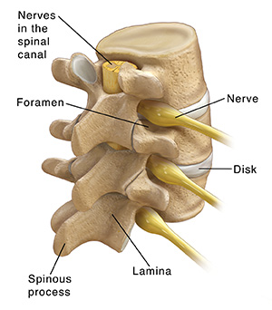 How Your Back Works  Saint Luke's Health System