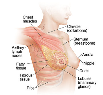 External and Internal View of the Female Breast Anatomy – Medical