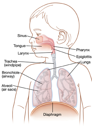 Anatomy of Your Child’s Respiratory System | Saint Luke's Health System