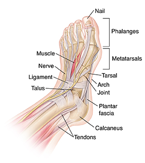 Top View Of Foot Showing Bones Muscles Ligaments Nerves And Tendons 38