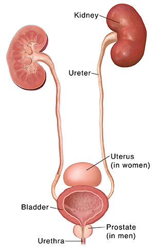 Anatomy of the Bladder  Saint Luke's Health System