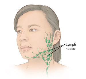 Parts Of The Throat And Neck Diagram