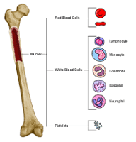 Anatomy of  a bone, showing blood cells