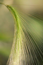 Barley